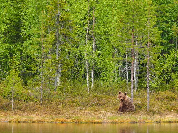 Braunbär (Ursus arctos)) — Stockfoto