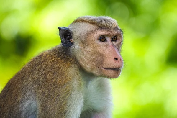 Toque macaco (Macaca sinica ) — Fotografia de Stock