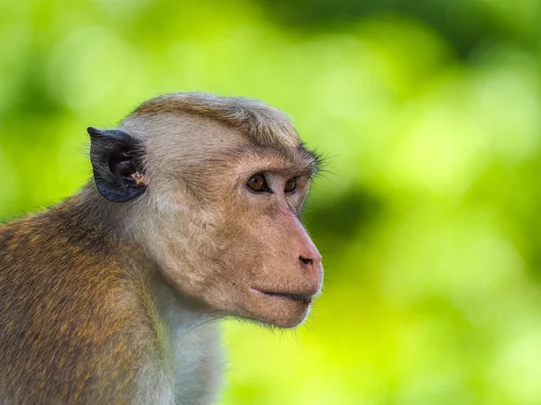 Makak (Macaca sinica) — Zdjęcie stockowe