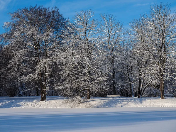 Paysage avec des arbres enneigés — Photo