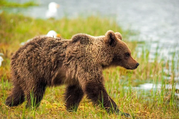 Urso castanho (Ursus arctos) — Fotografia de Stock