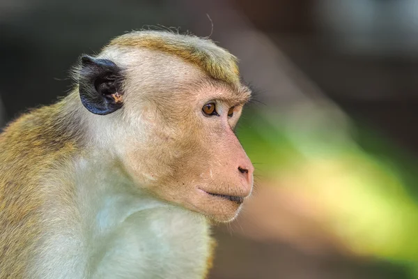 Macaco (Macaca sinica de toque) — Foto de Stock