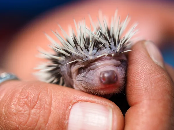 cute young hedgehog few days old