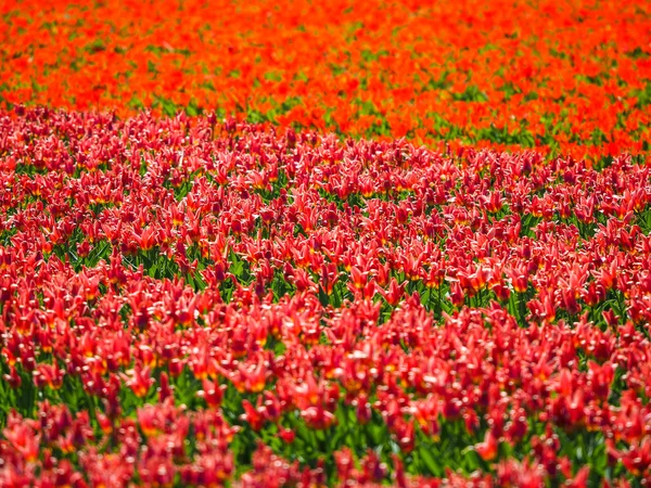 Field of red tulips — Stock Photo, Image