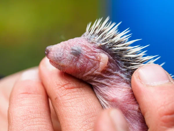 Lindo erizo joven pocos días de edad — Foto de Stock