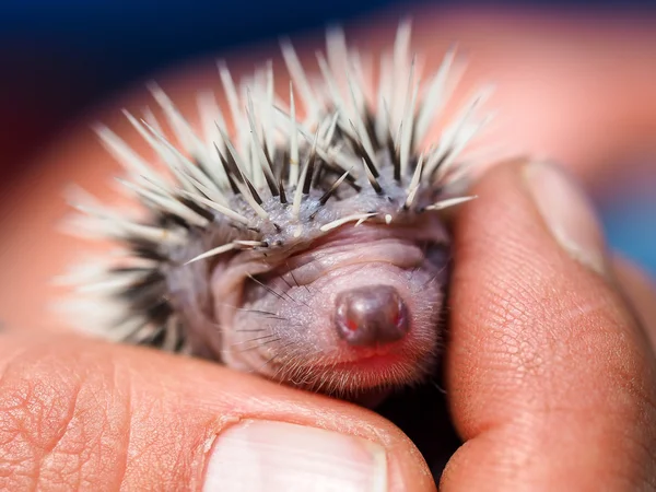 Schattige jonge egel paar dagen oud — Stockfoto