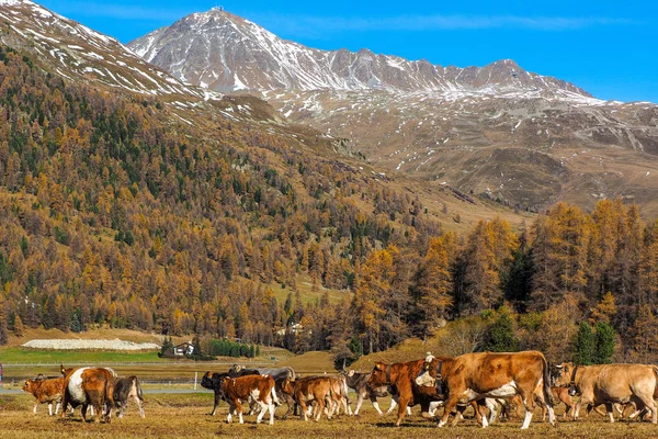 Montañas de Alpes en otoño Fotos de stock libres de derechos