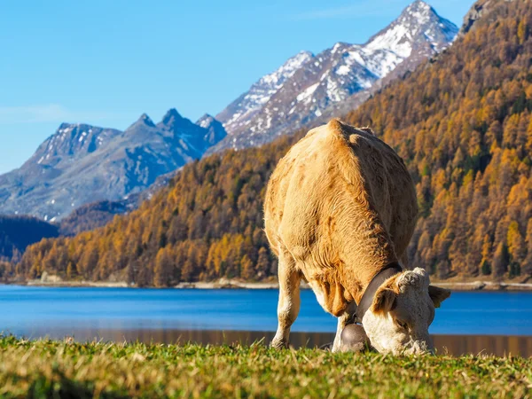 Alp mountains in autumn Stock Photo