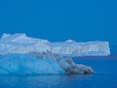 huge icebergs in water clipart
