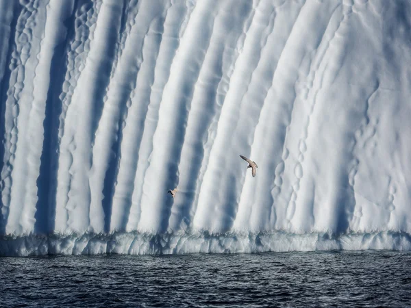 Aves voando contra iceberg — Fotografia de Stock