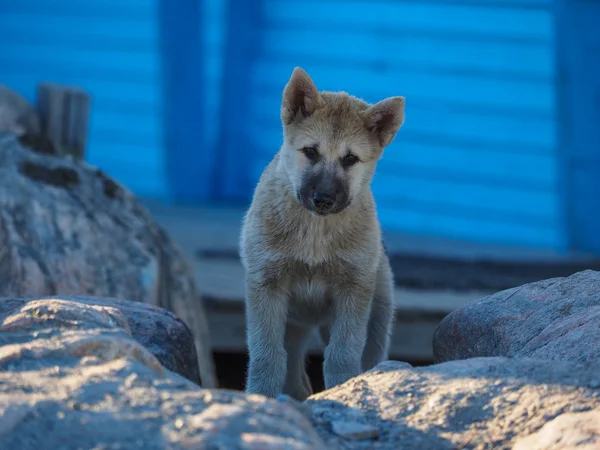 Groenlandia Cane cucciolo — Foto Stock