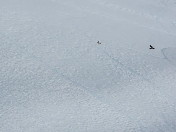 Buzdağı karşı uçan kuşlar — Stok fotoğraf