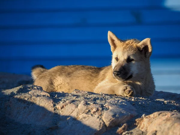 Groenlandhond pup — Stockfoto