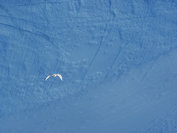 bird flying against iceberg