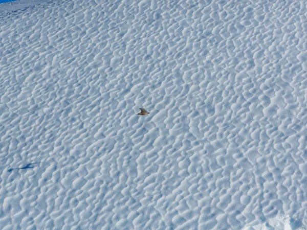 Bird flying against iceberg — Stock Photo, Image