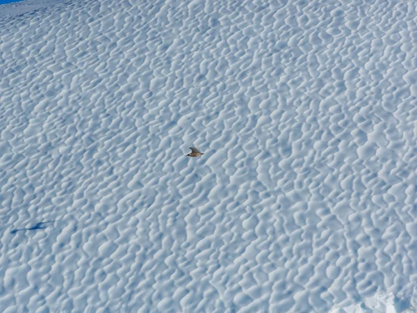 Uccello che vola contro l'iceberg — Foto Stock