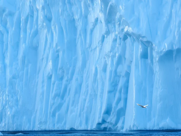 Ave volando contra el iceberg — Foto de Stock