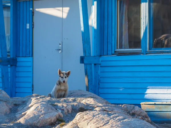 Groenlandia Cane cucciolo — Foto Stock
