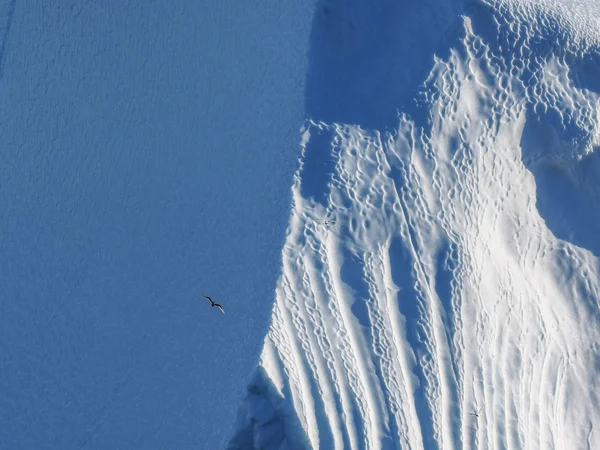 Madár repül ellen jéghegy — Stock Fotó