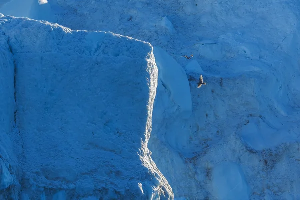 Fågel som flyger mot isberget — Stockfoto