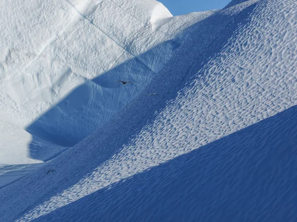 Aves voando contra iceberg — Fotografia de Stock