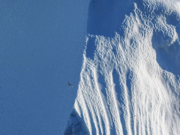 Fågel som flyger mot isberget — Stockfoto