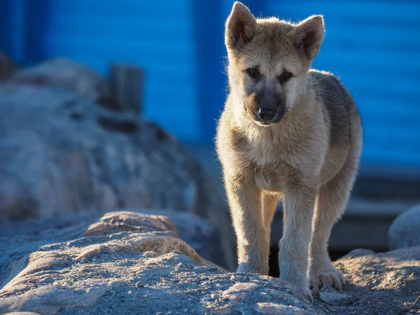 Groenlandia cachorro perro — Foto de Stock