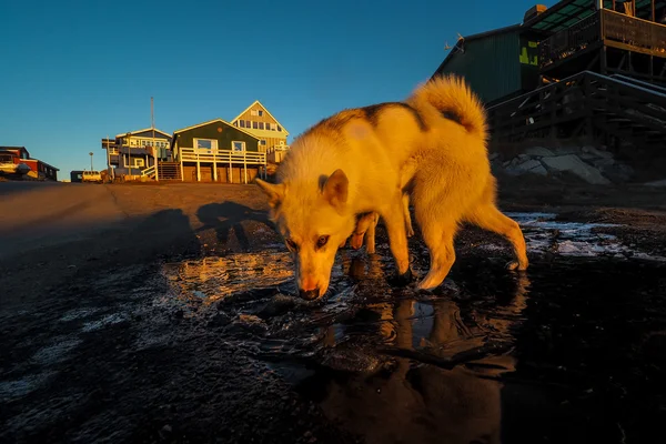 Groenlandia cachorro perro — Foto de Stock