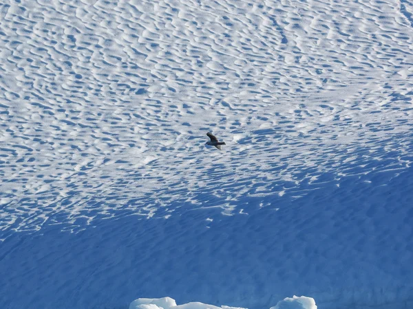 Pássaro voando contra iceberg — Fotografia de Stock