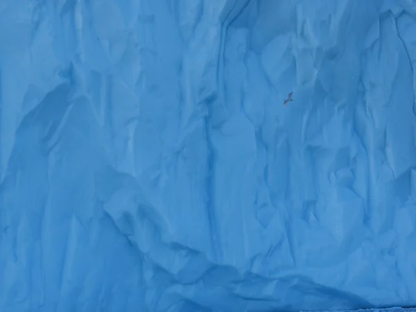 bird flying against iceberg