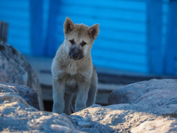Grönländischer Hundewelpe — Stockfoto