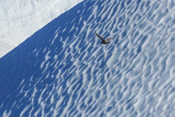 Pássaro voando contra iceberg — Fotografia de Stock