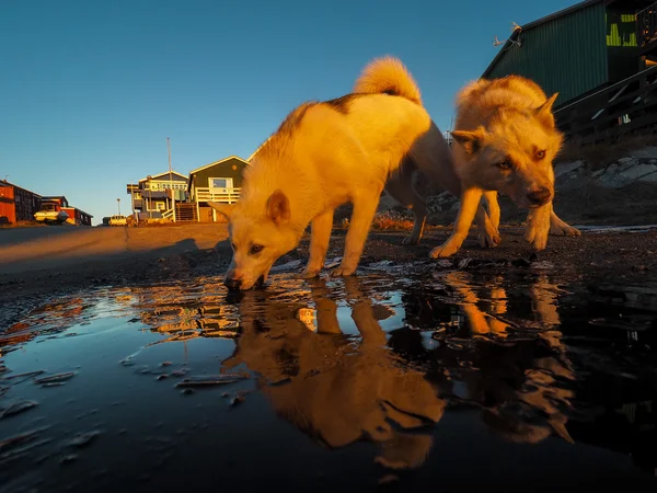 Greenland Dog puppies — Stock Photo, Image