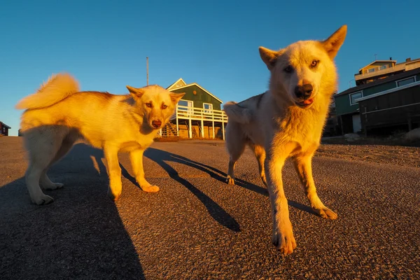 Γροιλανδία σκυλιών κουταβιών — Φωτογραφία Αρχείου