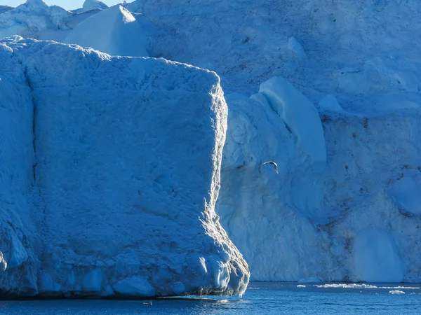 Pássaro voando contra iceberg — Fotografia de Stock