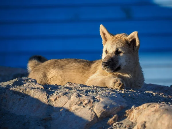 Cãozinho da Gronelândia — Fotografia de Stock