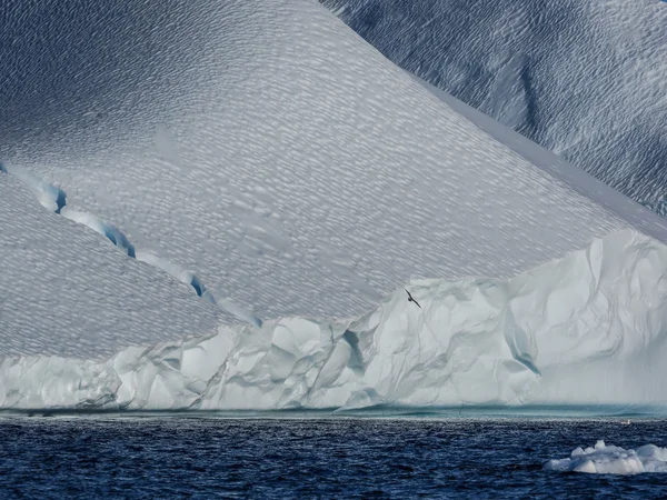 Pássaro voando contra iceberg — Fotografia de Stock