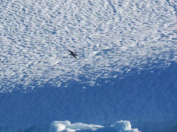 Fågel som flyger mot isberget — Stockfoto