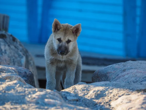 グリーンランド ・ ドッグ子犬 — ストック写真