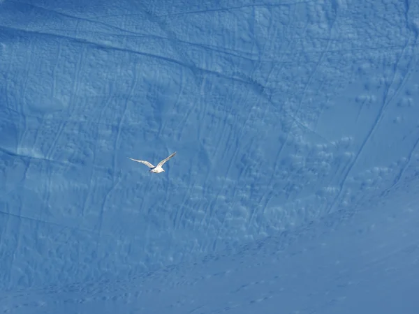 Oiseau volant contre iceberg — Photo