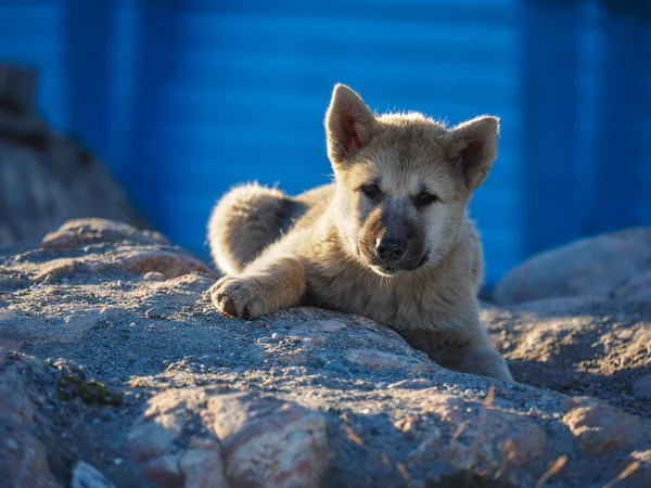 Гренландський собака цуценя — стокове фото