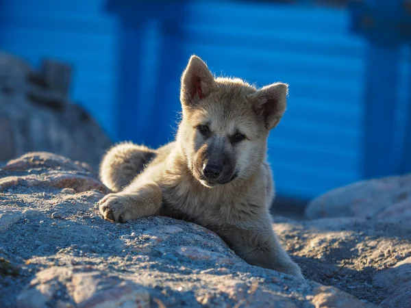 Cãozinho da Gronelândia — Fotografia de Stock