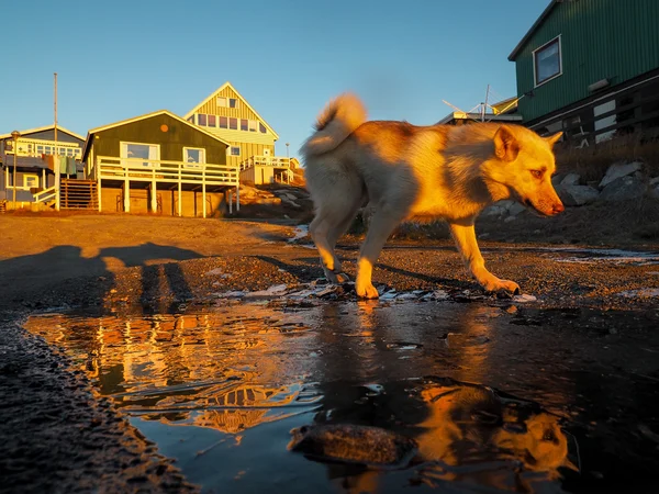 Greenland Dog puppy Stock Image