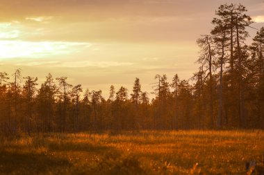 güneş parlar ormanı