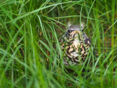 Genç şarkı ardıç kuşu civciv