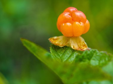 olgun berry cloudberry