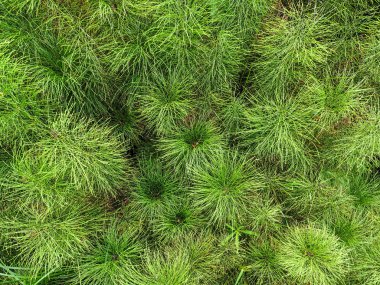 equisetum at kuyruğu