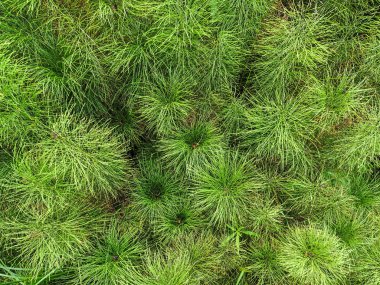 equisetum at kuyruğu
