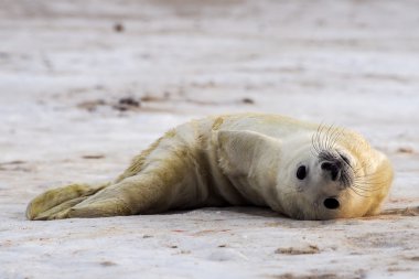 Young Grey Seal pup clipart