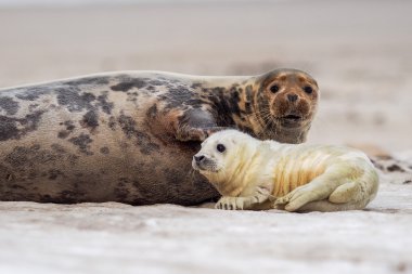 Baby Grey Seal clipart